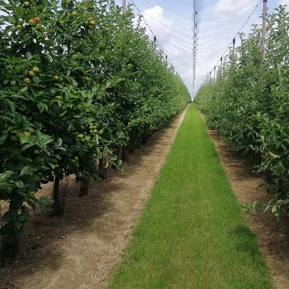 cultivo frutales cuad